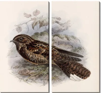 Картина Птицы Авес Пл. 74 (1879-1915) №60