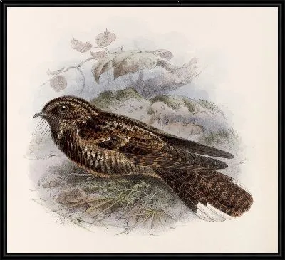 Картина Птицы Авес Пл. 74 (1879-1915) №60