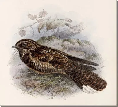 Картина Птицы Авес Пл. 74 (1879-1915) №60