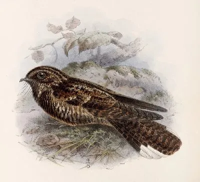 Картина Птицы Авес Пл. 74 (1879-1915) №60