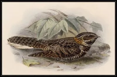 Картина Птицы Авес Пл. 74 (1879-1915) №62