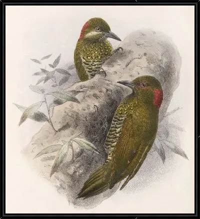 Картина Птицы Авес Пл. 74 (1879-1915) №63