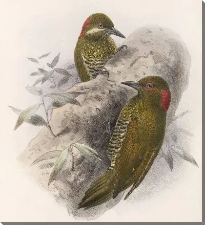 Картина Птицы Авес Пл. 74 (1879-1915) №63