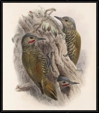 Картина Птицы Авес Пл. 74 (1879-1915) №64