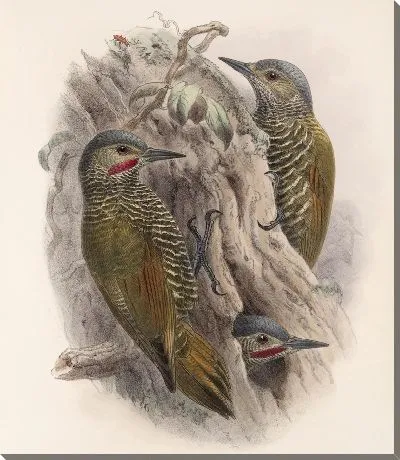 Картина Птицы Авес Пл. 74 (1879-1915) №64