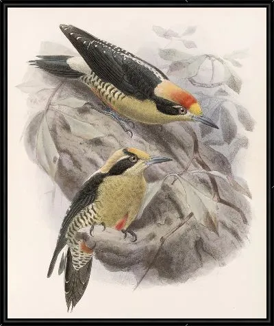 Картина Птицы Авес Пл. 74 (1879-1915) №65