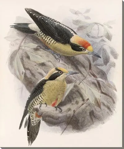Картина Птицы Авес Пл. 74 (1879-1915) №65