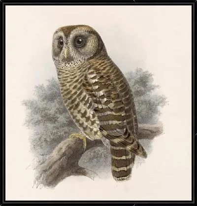 Птицы Авес Пл. 74 (1879-1915) №66