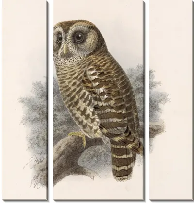 Птицы Авес Пл. 74 (1879-1915) №66