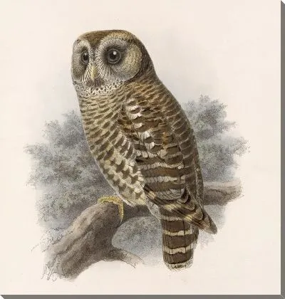 Птицы Авес Пл. 74 (1879-1915) №66