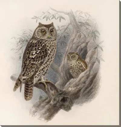 Картина Птицы Авес Пл. 74 (1879-1915) №67