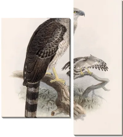 Картина Птицы Авес Пл. 74 (1879-1915) №68