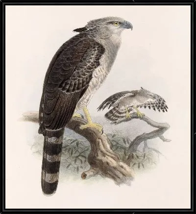 Картина Птицы Авес Пл. 74 (1879-1915) №68