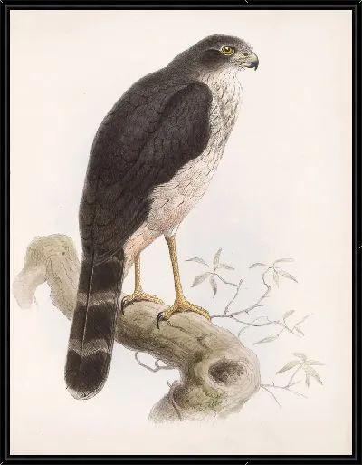 Картина Птицы Авес Пл. 74 (1879-1915) №69