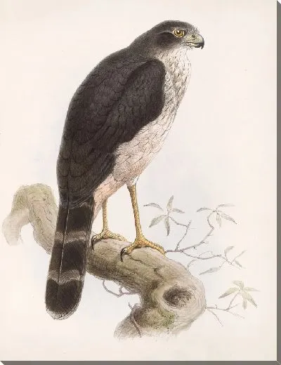 Картина Птицы Авес Пл. 74 (1879-1915) №69