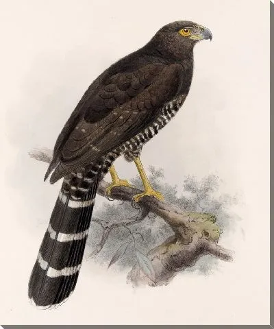 Птицы Авес Пл. 74 (1879-1915) №70