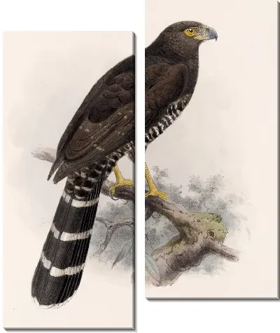 Птицы Авес Пл. 74 (1879-1915) №70