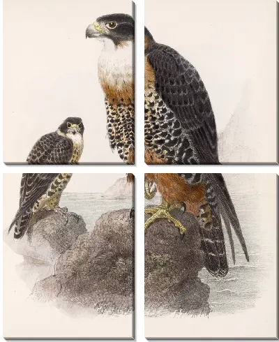 Картина Птицы Авес Пл. 74 (1879-1915) №71