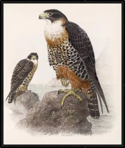 Картина Птицы Авес Пл. 74 (1879-1915) №71