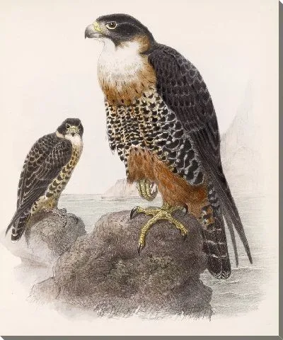 Картина Птицы Авес Пл. 74 (1879-1915) №71