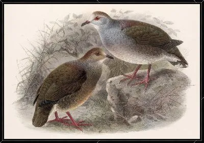 Картина Птицы Авес Пл. 74 (1879-1915) №73