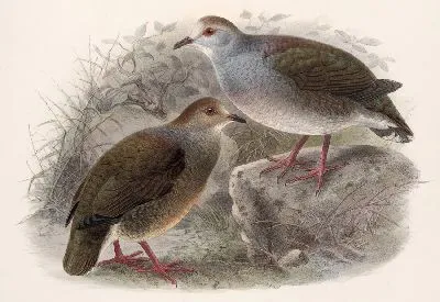 Картина Птицы Авес Пл. 74 (1879-1915) №73