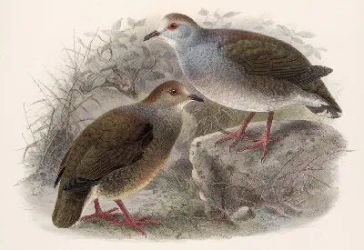 шаблон id 38