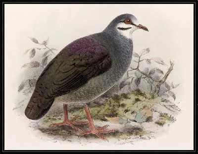 Картина Птицы Авес Пл. 74 (1879-1915) №74