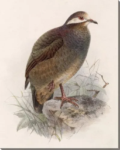 Картина Птицы Авес Пл. 74 (1879-1915) №75