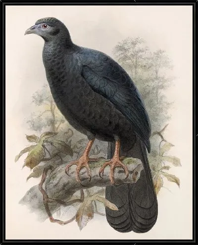 Картина Птицы Авес Пл. 74 (1879-1915) №76