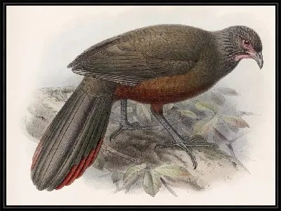 Картина Птицы Авес Пл. 74 (1879-1915) №77