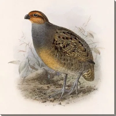 Картина Птицы Авес Пл. 74 (1879-1915) №81