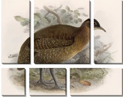 Картина Птицы Авес Пл. 74 (1879-1915) №83