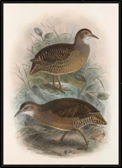 Картина Птицы Авес Пл. 74 (1879-1915) №84
