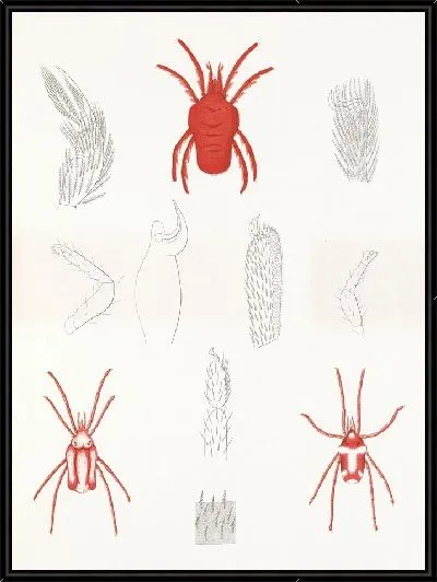 Картина Пауки Арахнида Акаридея (1879-1915) №1