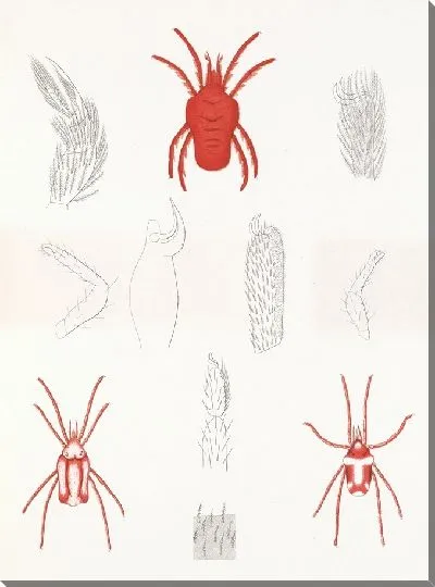 Картина Пауки Арахнида Акаридея (1879-1915) №1