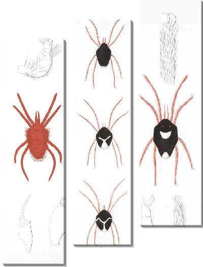 Картина Пауки Арахнида Акаридея (1879-1915) №2
