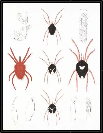 Картина Пауки Арахнида Акаридея (1879-1915) №2