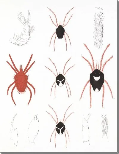 Картина Пауки Арахнида Акаридея (1879-1915) №2
