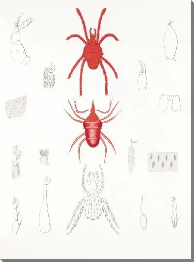 Картина Пауки Арахнида Акаридея (1879-1915) №3