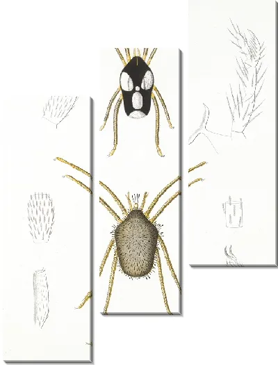 Картина Пауки Арахнида Акаридея (1879-1915) №4