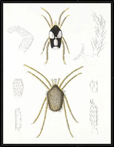 Картина Пауки Арахнида Акаридея (1879-1915) №4