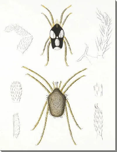 Картина Пауки Арахнида Акаридея (1879-1915) №4