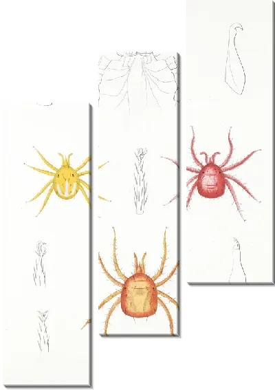 Картина Пауки Арахнида Акаридея (1879-1915) №5