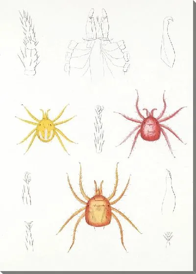 Картина Пауки Арахнида Акаридея (1879-1915) №5