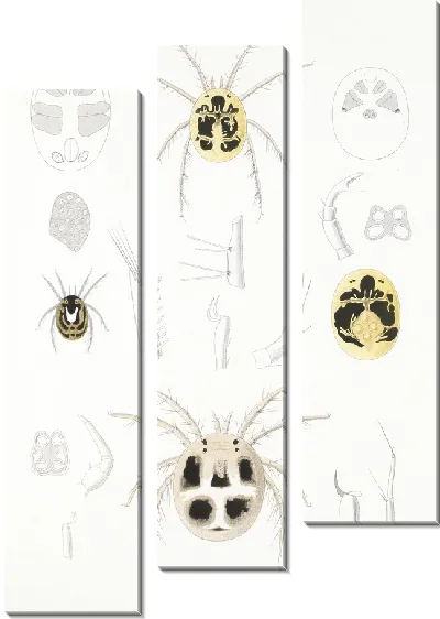 Картина Пауки Арахнида Акаридея (1879-1915) №6