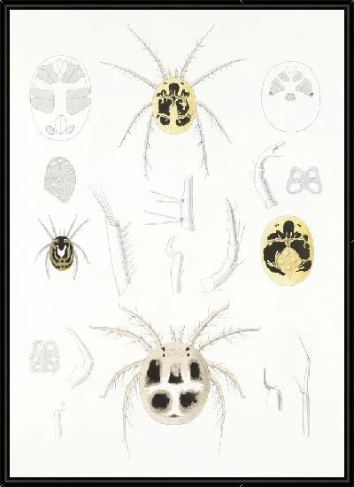 Картина Пауки Арахнида Акаридея (1879-1915) №6