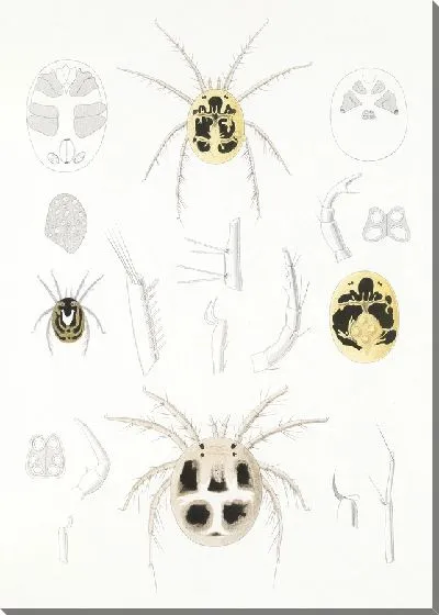 Картина Пауки Арахнида Акаридея (1879-1915) №6