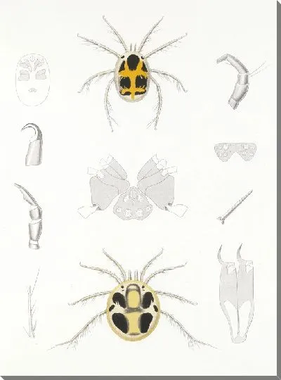 Картина Пауки Арахнида Акаридея (1879-1915) №7