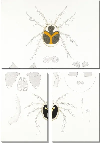 Картина Пауки Арахнида Акаридея (1879-1915) №8
